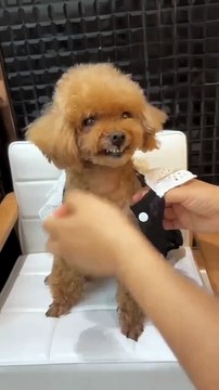 This+dog+doesn+t+like+being+dressed+up.+#animals+#dog+#doglover+#pet+#pets