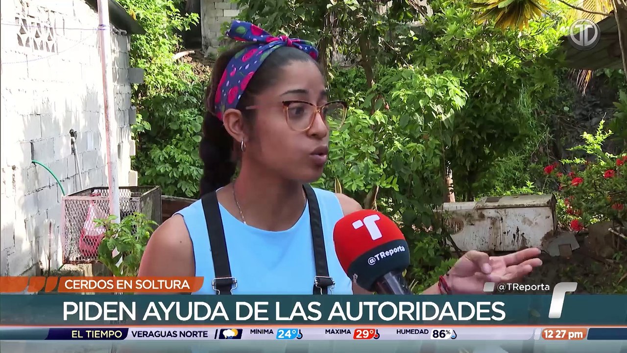 Dos cerdos en soltura mantienen preocupados a moradores de Fátima en San Miguelito