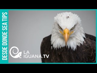 La OTAN contra Rusia: El conflicto urgente que necesita Washington más que nunca