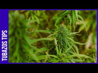 Zulia: 31 hectáreas de marihuana estaban sembradas en municipio de la alcaldesa presa