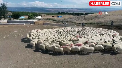 Renkli buluşma...Koyunlarla koçlar peş peşe döndü, o anlar böyle görüntülendi