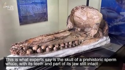 This Massive Skull Belongs to a Prehistoric Sperm Whale