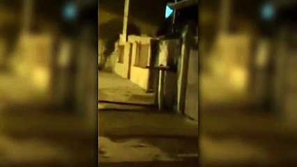 Mulher sofre tentativa de feminicídio e é atacada por pit bull