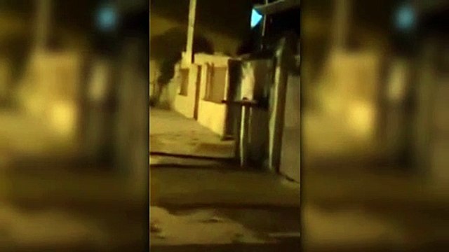 Mulher sofre tentativa de feminicídio e é atacada por pit bull