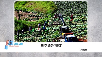 [포토오늘] 배추 출하 '한창'  / YTN