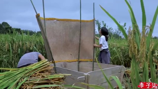 月儿圆圆，稻米飘香，正逢农家收谷忙Full Moon, Fragrance of Ripe Rice, Farmers Busy Harvesting Crops - Liziqi Channel