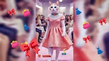 Cat fashion show for evening dresses..aicat