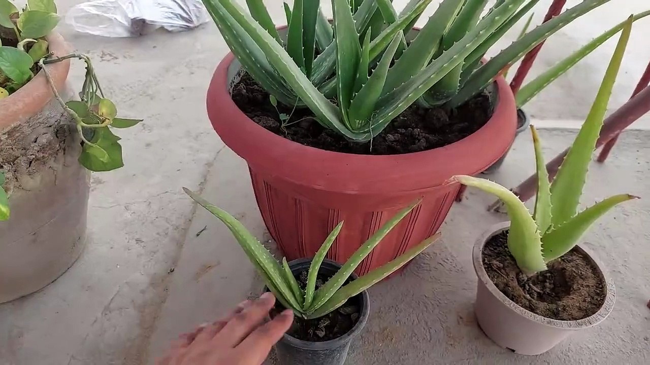 Aloe vera plant care + tips and update results l एलोवेरा के पौधे की देखभाल और टिप्स