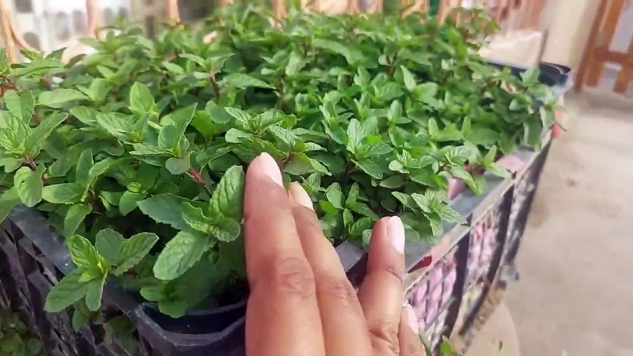 bushy mint plant k leay pyaj ka pani istemal kren मिंट आर प्याज का पानी پودینہ کے لیے پیاج کا پانی