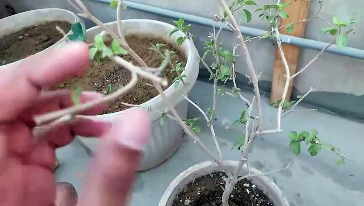 tulsi k podhay k sath red turnip k seeds multi gardening तुलसी के पोधाय के साथ लाल शलजम के बीज