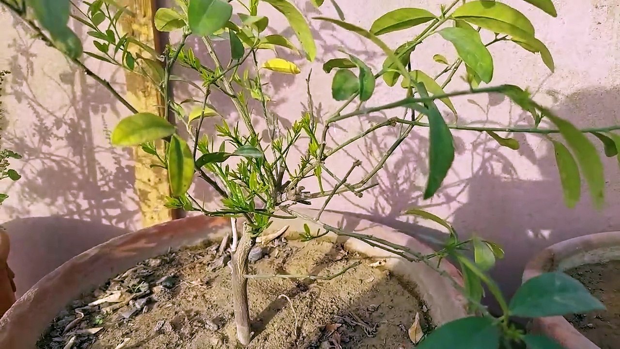 lemon plant care tips and results l नींबू के पौधे की देखभाल युक्तियाँ और परिणाम l neemboo dekhabhaal