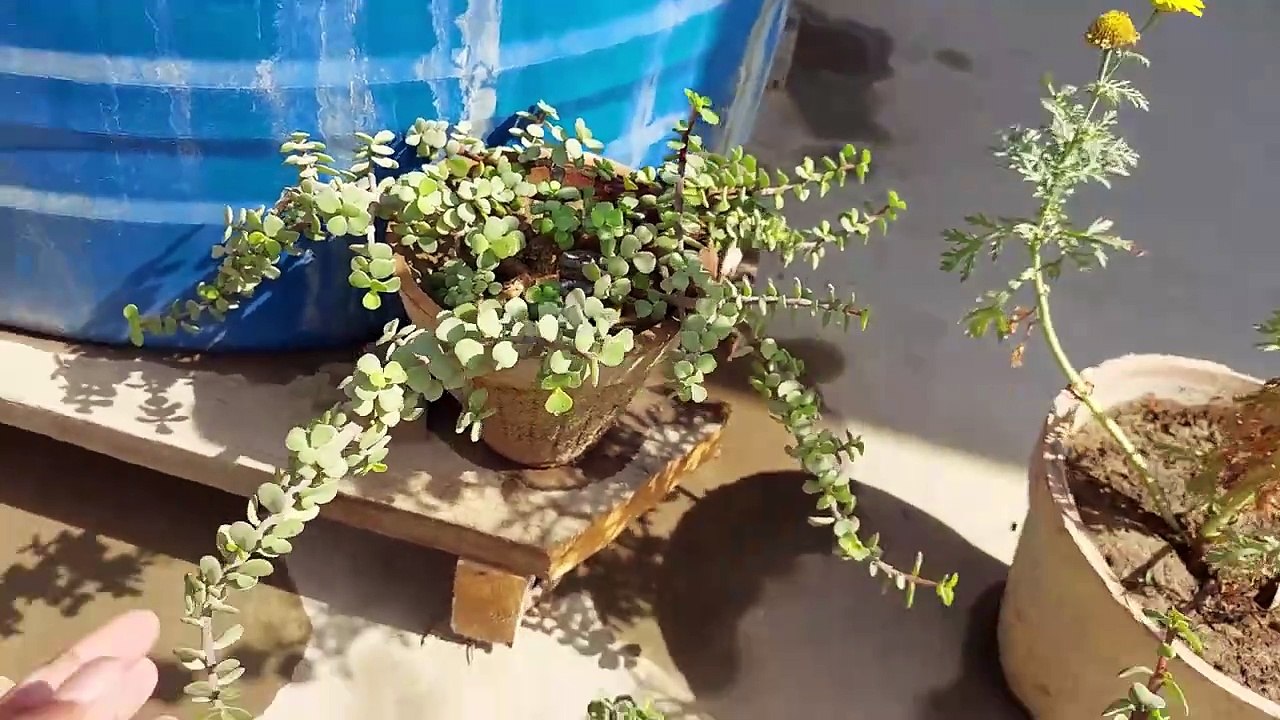 Jade plant bonsai l जेड प्लांट बोन्साई l jed plaant bonsaee