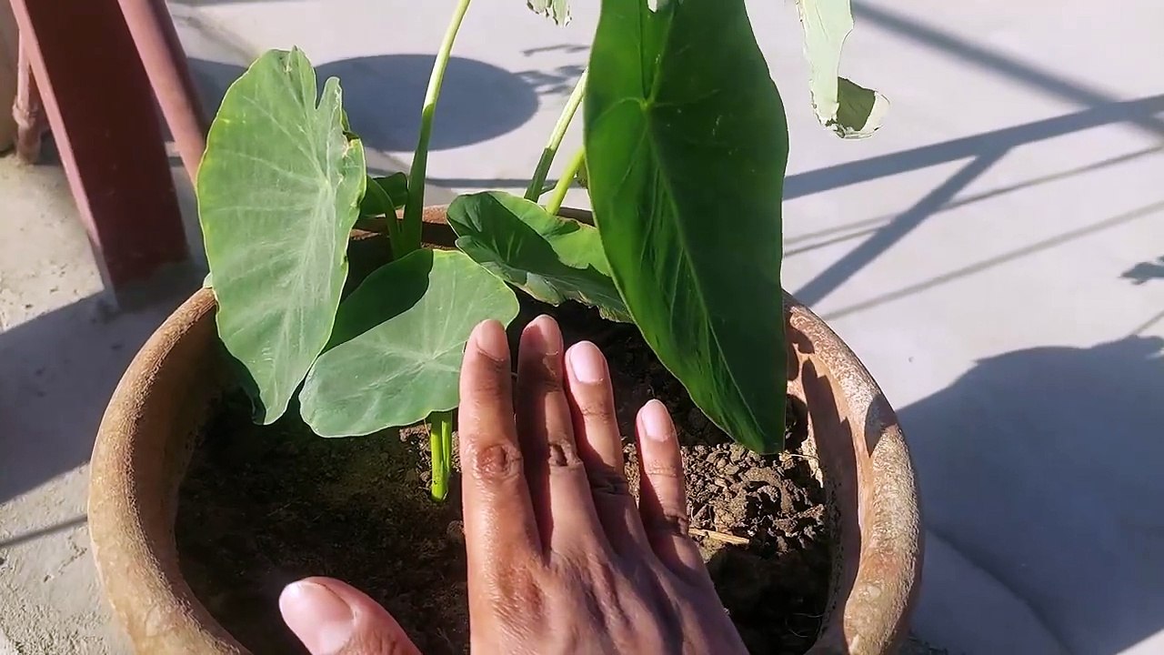Grow healthy #Arvi plant at home in pot