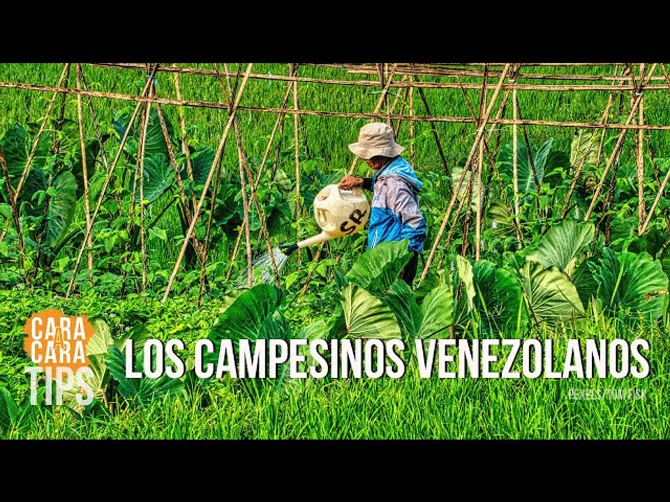 ¿Cómo han hecho los campesinos venezolanos para retomar la producción ante el bloqueo?