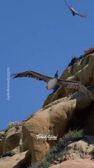 Amazing birds flying,,,,