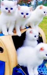 Cute Persian cats ❤️