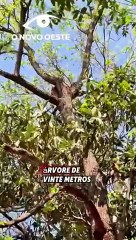 Onça parda sobe em árvore a 50 metros de residência na região de Goioerê