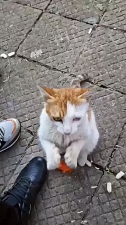 Cute CAt playing