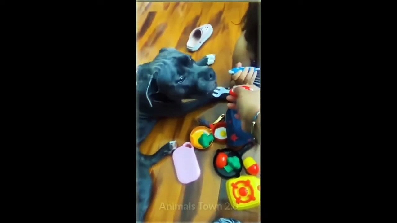 5_minutes_funny_cat_dog_compilation__funny_animal_videos(720p)