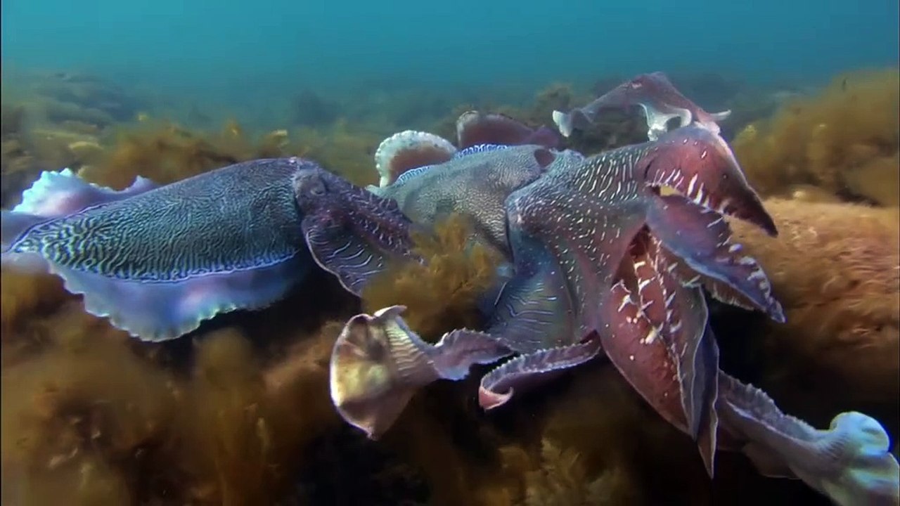 08. Creatures Of The Deep