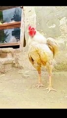Aseel rooster sounds effects #shorts
