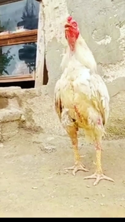 Rooster crowing sounds effects #shorrs