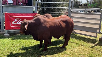 Bull top sells at Carnarvon Classic | Queensland Country Life