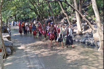 sawaimadhopur newsदूर-दूर से नाचते-गाते पहुंच रहे गणेश पदयात्री, रणथम्भौर की प्राकृतिक आभा दूर कर रही थकान