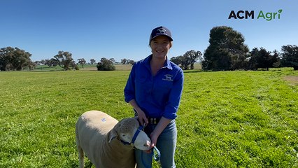 Top priced ram at Cranbrook Poll Dorsets | The Land