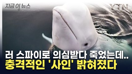 러 스파이로 의심받았던 흰돌고래...'충격적' 사인 밝혀졌다 [지금이뉴스] / YTN