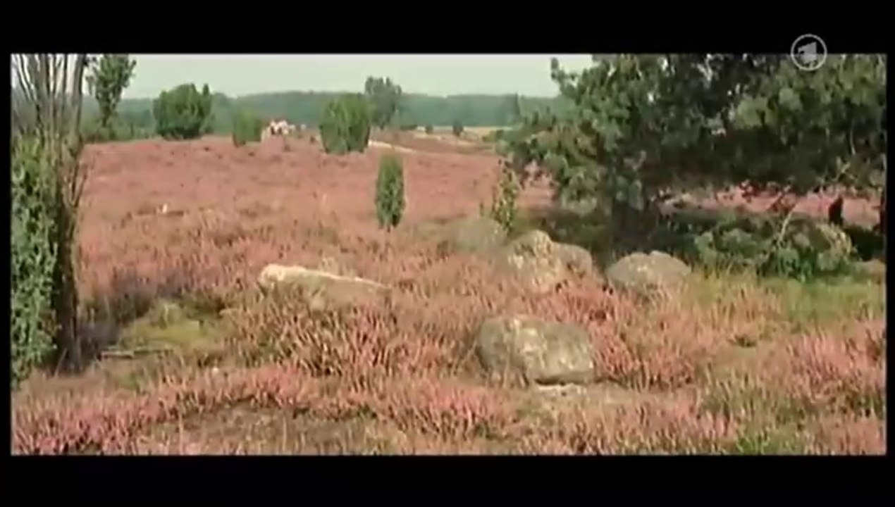 Wenn die Heide blüht