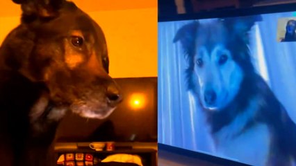 下载视频: Dos perros se encuentran en una videollamada y la reacción de ambos es de no creer