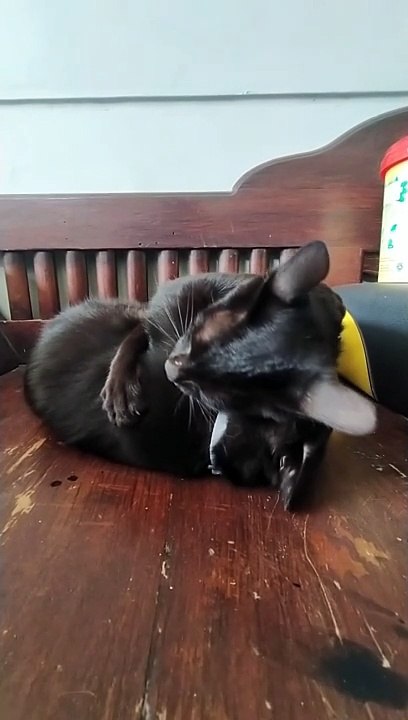 Cute Kitten practising wrestling