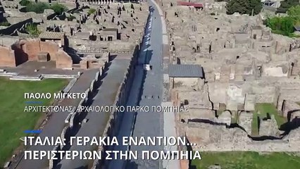 Ιταλία: Γεράκια εναντίον περιστεριών στην αρχαία πόλη της Πομπηίας