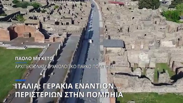 Ιταλία: Γεράκια εναντίον περιστεριών στην αρχαία πόλη της Πομπηίας