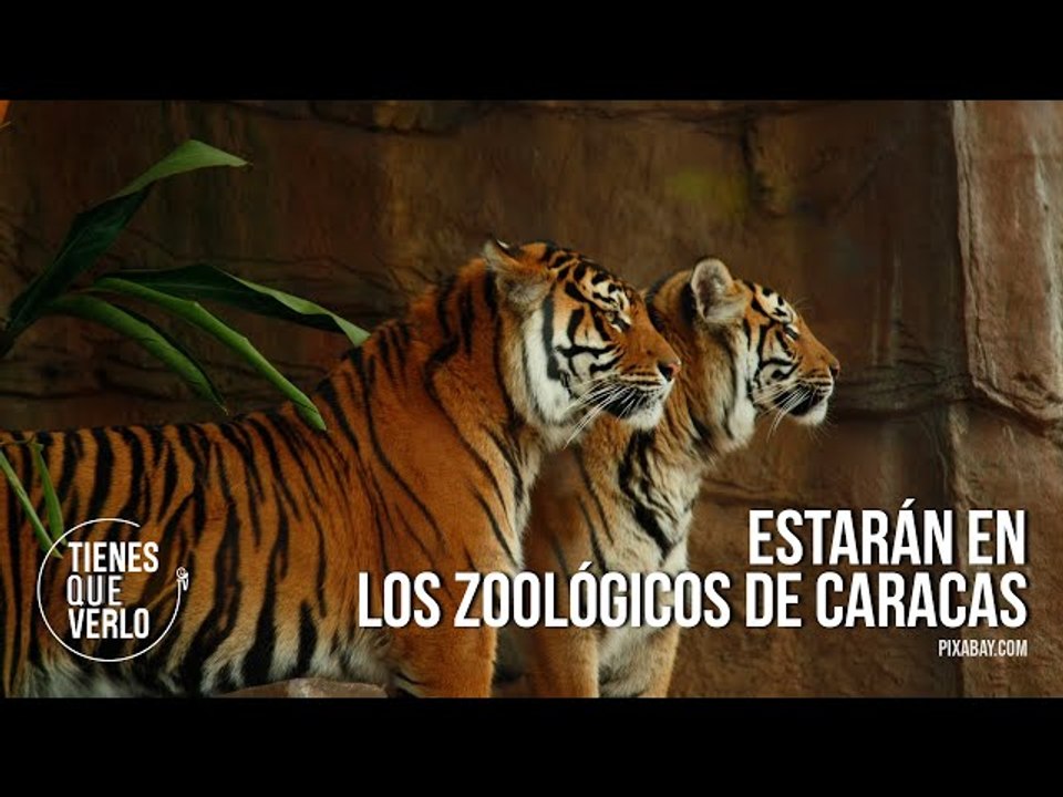 Llegaron a Venezuela 4 tigres de bengala: Una pareja y dos machos