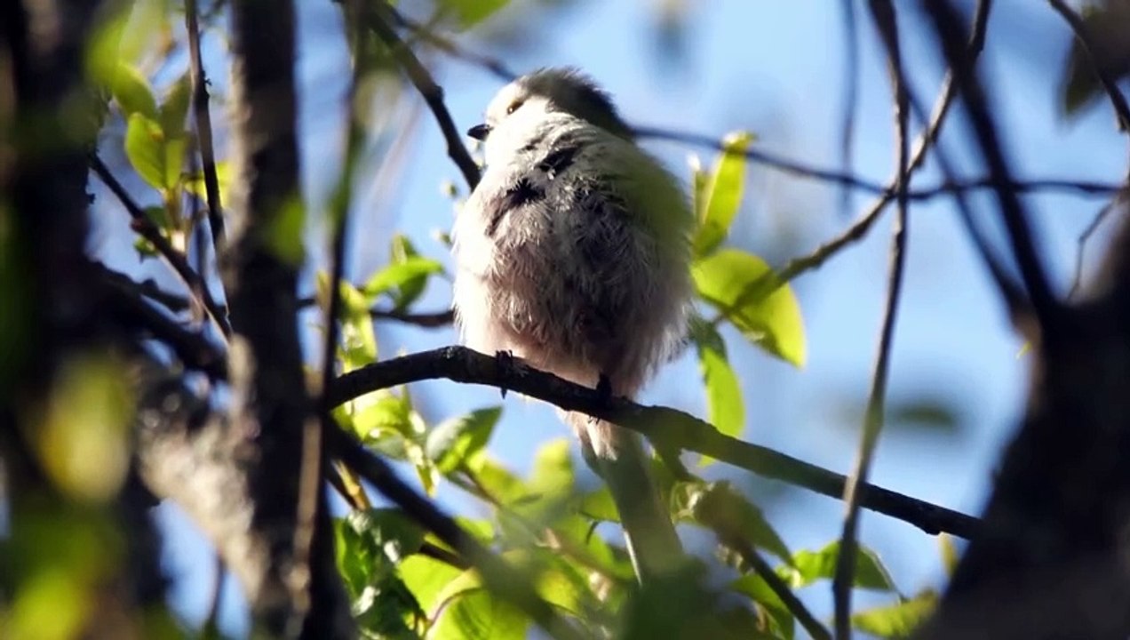 The Long Tailed Tit: Close Up HD Footage (Aegithalos caudatus)