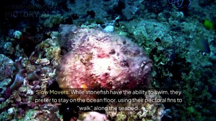 The Bizarre World of Stonefish_ Amazing Facts Revealed!