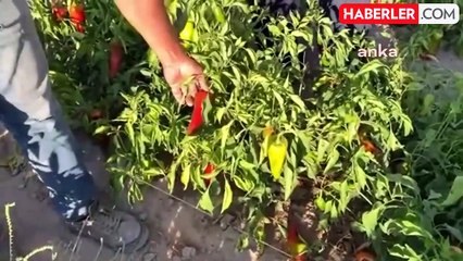 Çiftçilerin Sorunları Tarlada Dinlendi