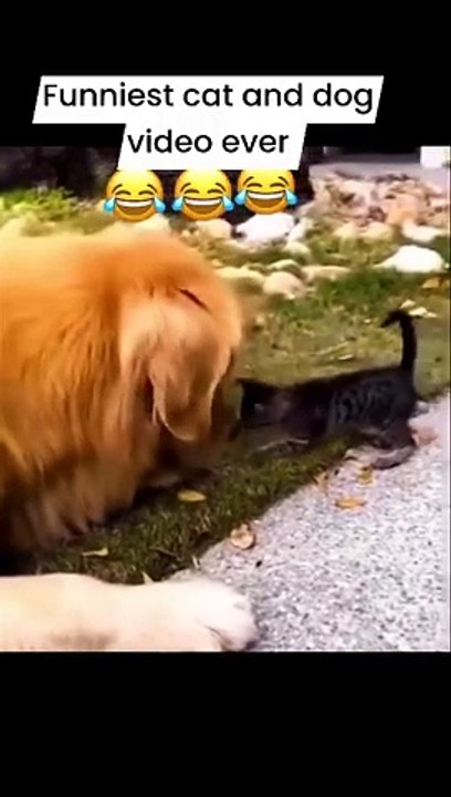 More_vid...