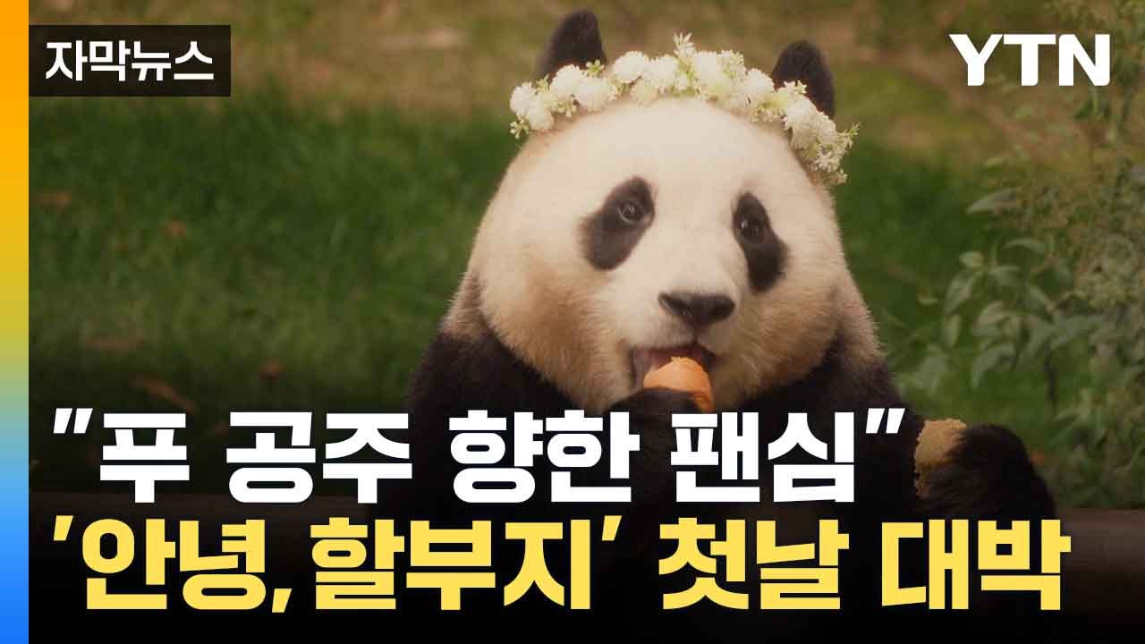 [자막뉴스] 푸바오 '판다주연상' 노리나? '안녕, 할부지' 전체 박스오피스 1위 /...