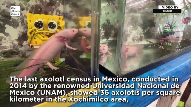 Mexican project hopes to be a lifeline for endangered axolotls