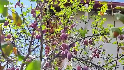 Bu ağaç kafaları karıştırdı, Ağustos'ta yaprak döktü, Eylül'de çiçek açtı: "Ağaçlar bile geleceğin iyi olmadığını bize bildiriyor"