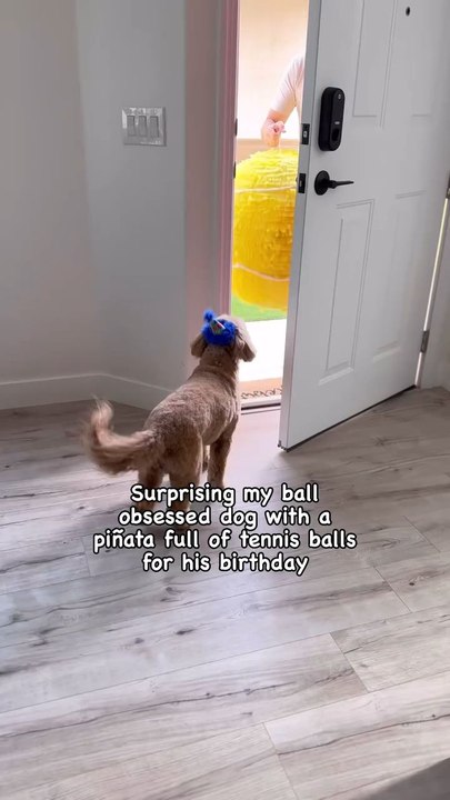 "Happy 8th Birthday To The Most Ball Obsessed Dood Follow For More Videos Have Trendingreels"....!!