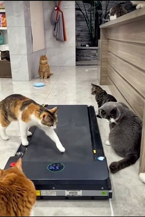 watch cat funny videos
