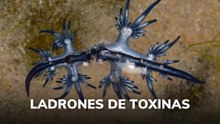Ladrones de toxinas