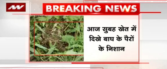 आज सुबह खेत में दिखे बाघ के पैरो के निशान