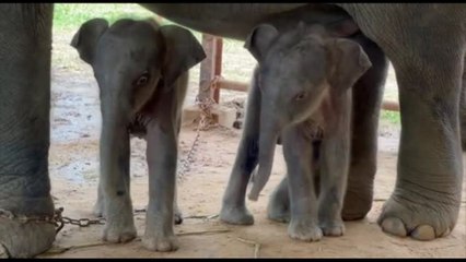 In Myanmar sono nati due rari elefanti gemelli