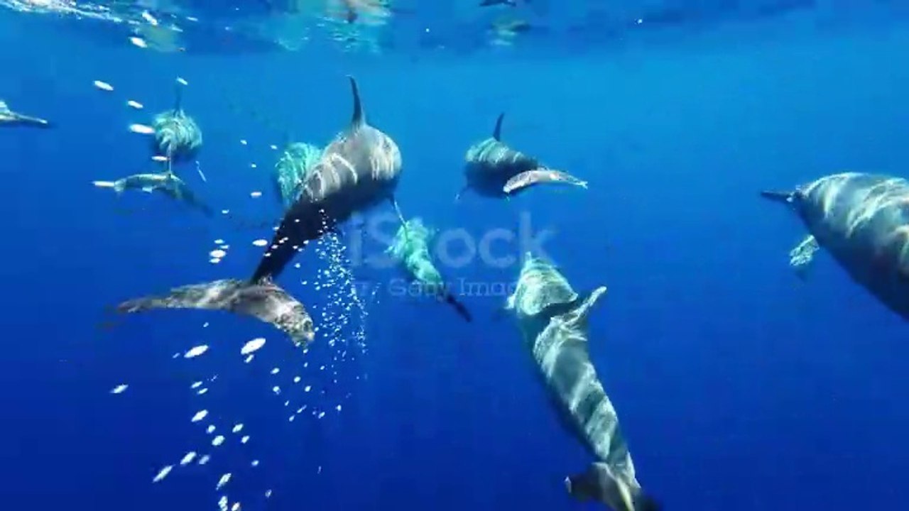 Raving dolphin