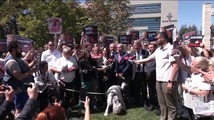 SON DAKİKA! AYM'den sokak köpekleri yasası kararı